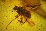 Two Fossil Flies (Diptera) In Baltic Amber - One Large Fly #200188-1